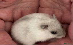 Hamster rodents for sale: Baby Winter White Russians from our show stock  - Image 9