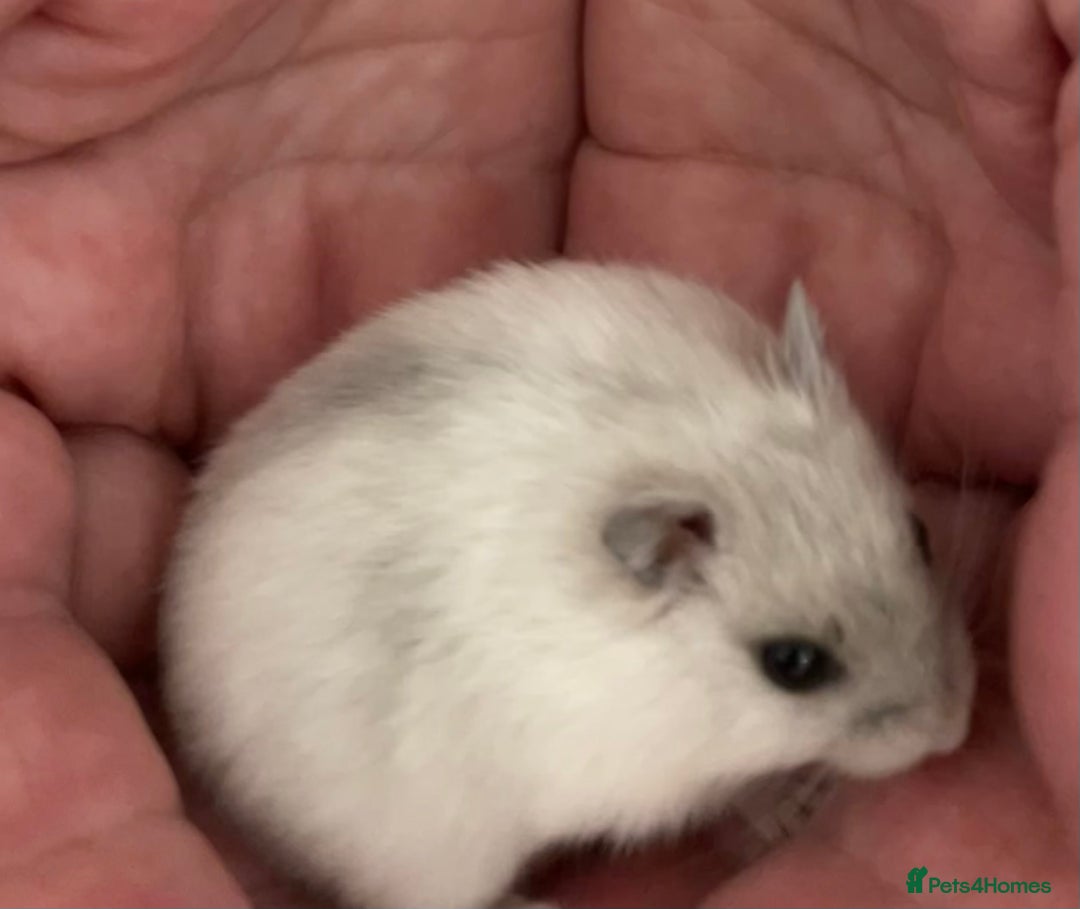 Hamster rodents for sale: Baby Winter White Russians from our show stock  - Image 9