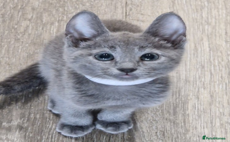 Russian Blue cats - Advert 2