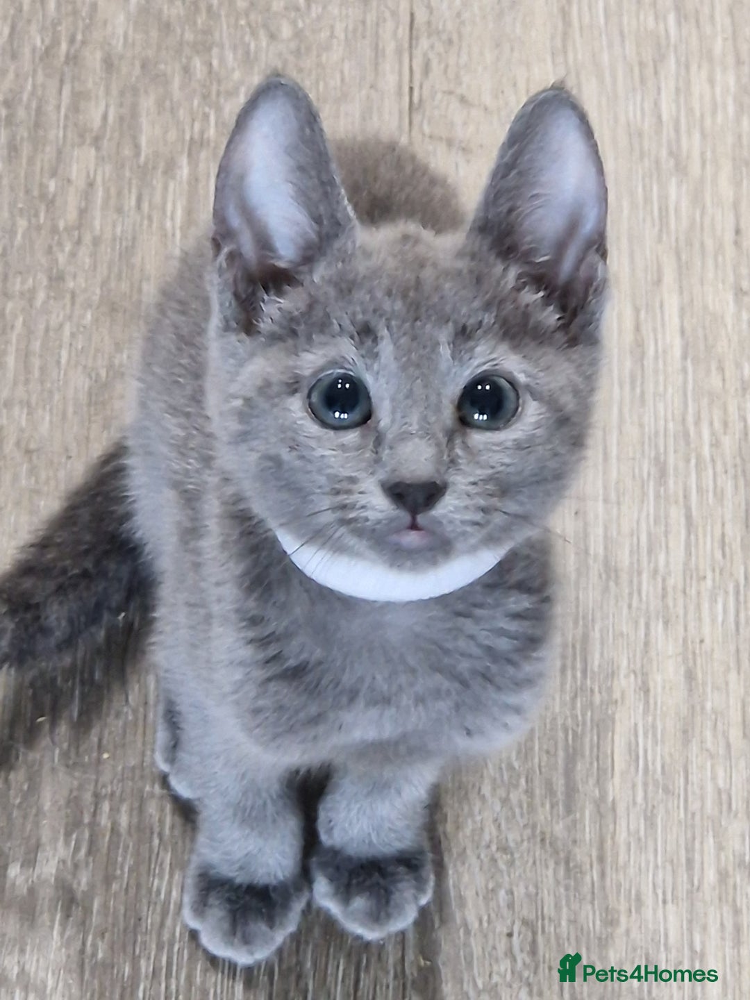 Russian Blue cats for sale: Pedigree Russian blue kittens  - Image 4