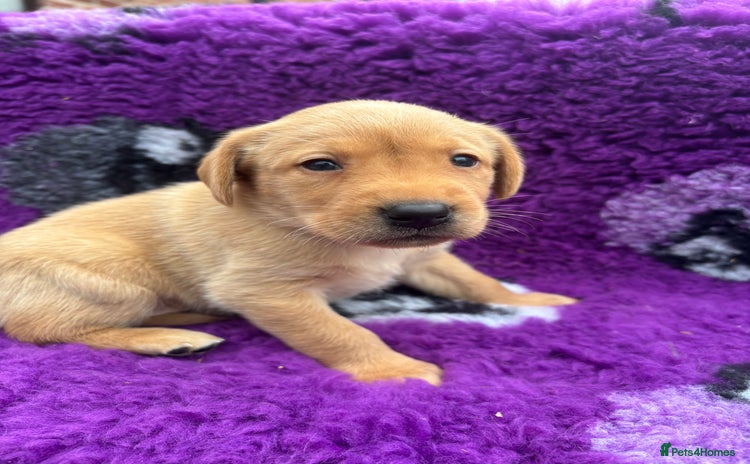 Labrador Retriever dogs - Advert 4