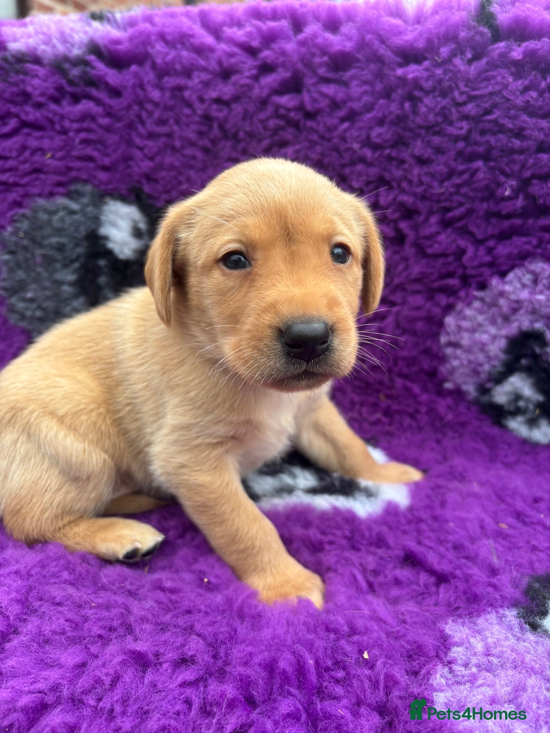 Labrador Retriever dogs for sale: Gorgeous lab pups for new homes💙🩷 - Image 1