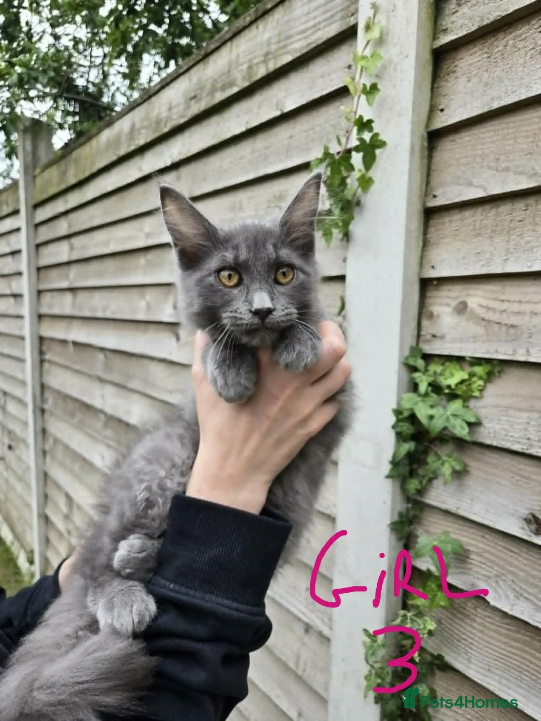 Maine Coon cats for sale: GCCF Blue Maine Coon litter ready to go - Advert 2