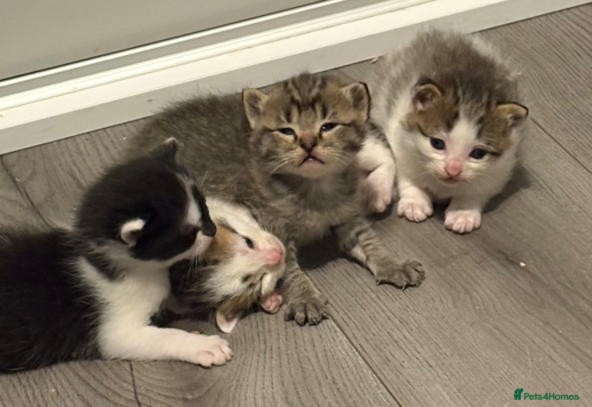 Mixed Breed cats Kittens for Sale  - Advert 2