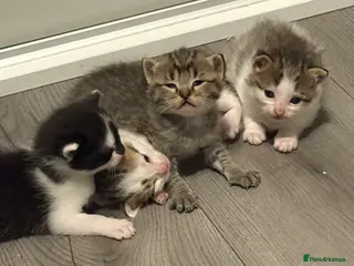 Mixed Breed cats Kittens for Sale - Advert 2