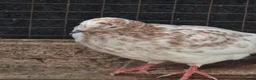 Pigeons birds for sale: Young tipplers,tumblers and racers for sale £3 - Advert 3
