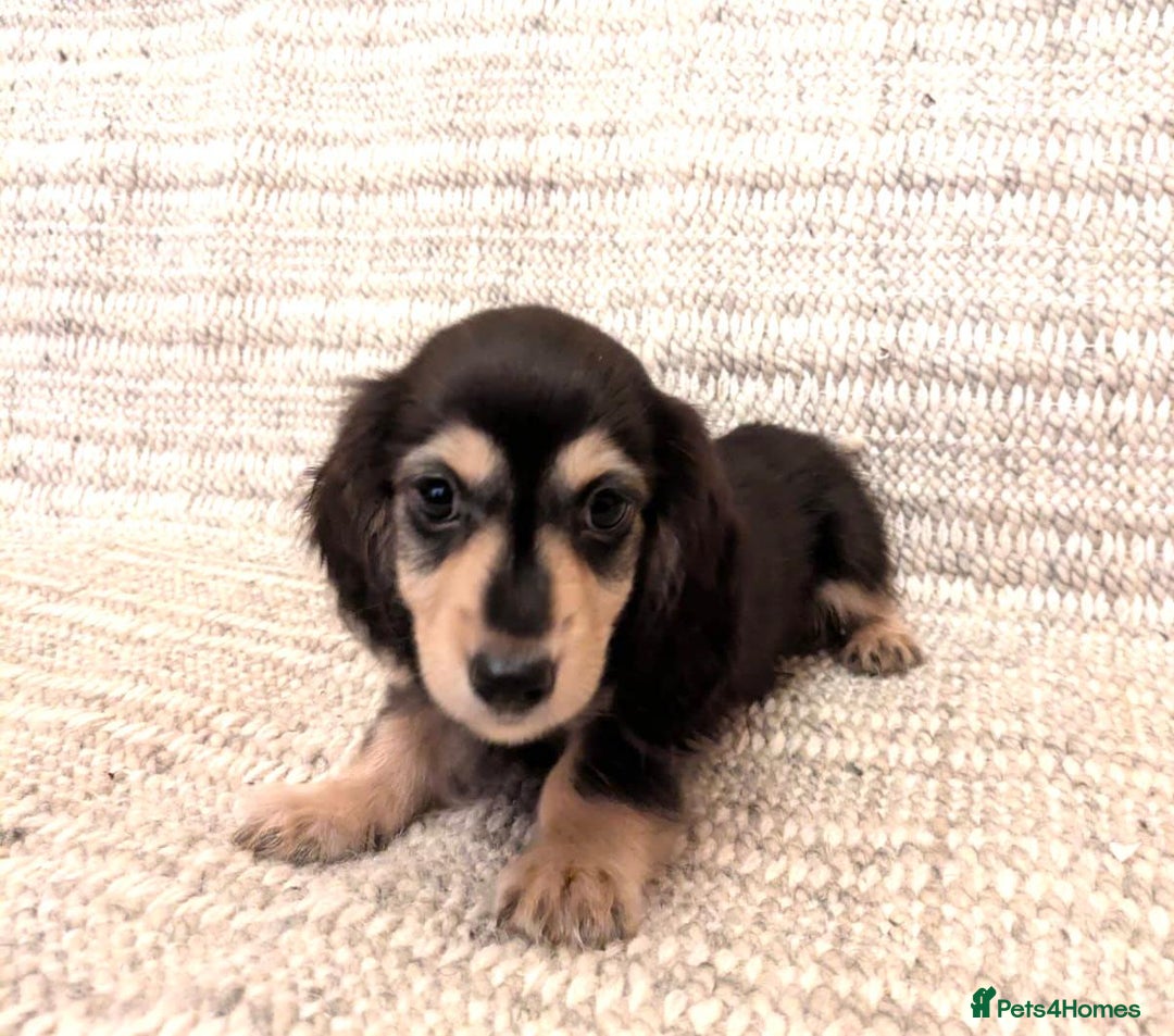 Miniature Dachshund dogs for sale: Beautiful Miniature Long-Haired Dachshund Puppies - Image 5