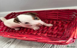 Jack Russell dogs for sale: Miniature Jack Russell’s   - Image 10