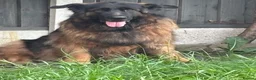 German Shepherd dogs for sale: Big,beautiful,wolf eyes puppies  - Advert 1