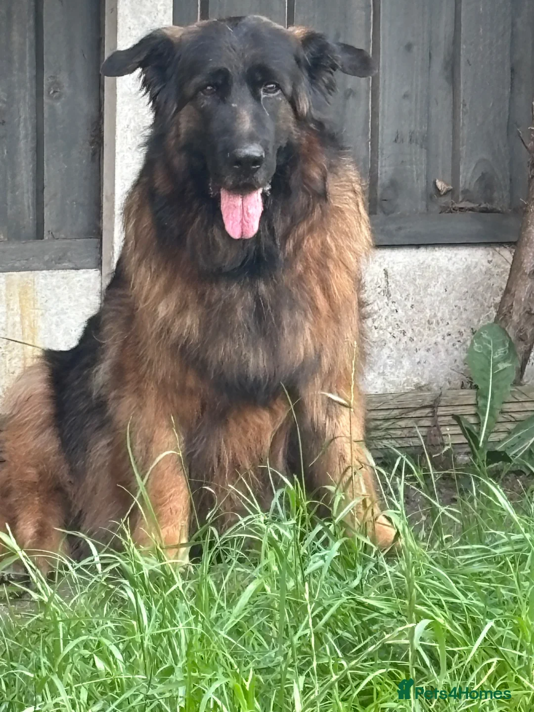 German Shepherd dogs for sale: Big,beautiful,wolf eyes puppies  - Advert 1