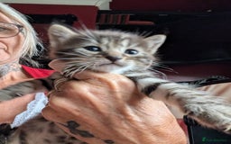 Bengal cats for sale: Bengal X - Image 2