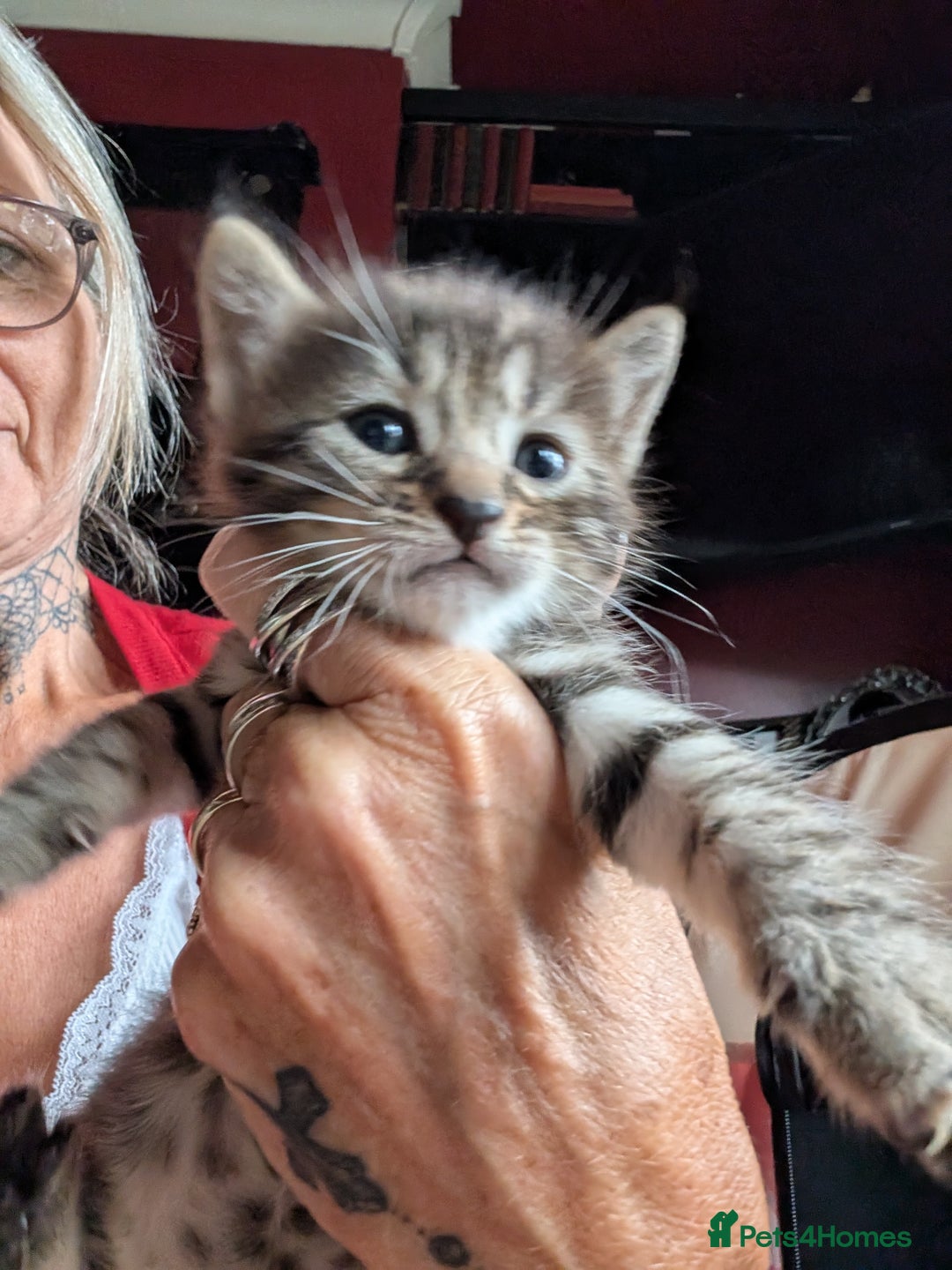 Bengal cats for sale: Bengal X - Image 2