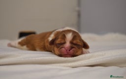 Shih Tzu dogs for sale: Imperial Shihtzu puppies - Image 1