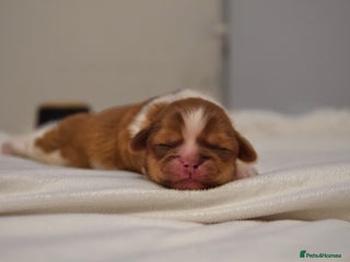 Shih Tzu dogs - Advert 13