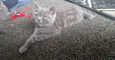 British Shorthair cats - Advert 2