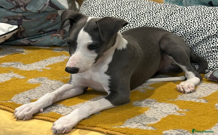 Whippet dogs - Advert 6