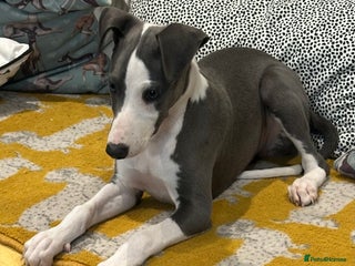 Whippet dogs - Advert 3