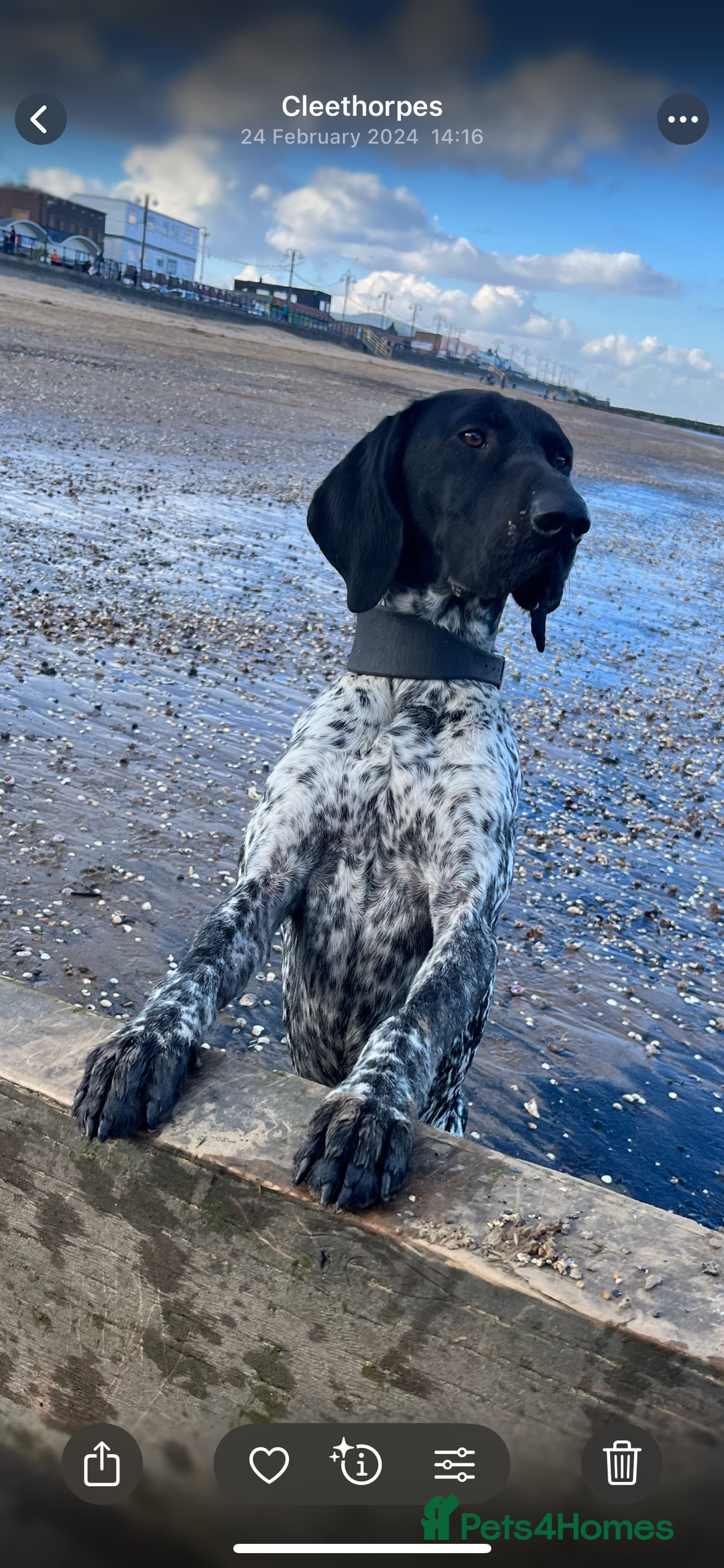 German Shorthaired Pointer dogs for stud: Proven - B + W KC German Shorthaired Pointer stud  - Image 3