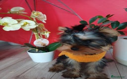 Yorkshire Terrier dogs for sale: Peace of Happiness!!! - Image 30