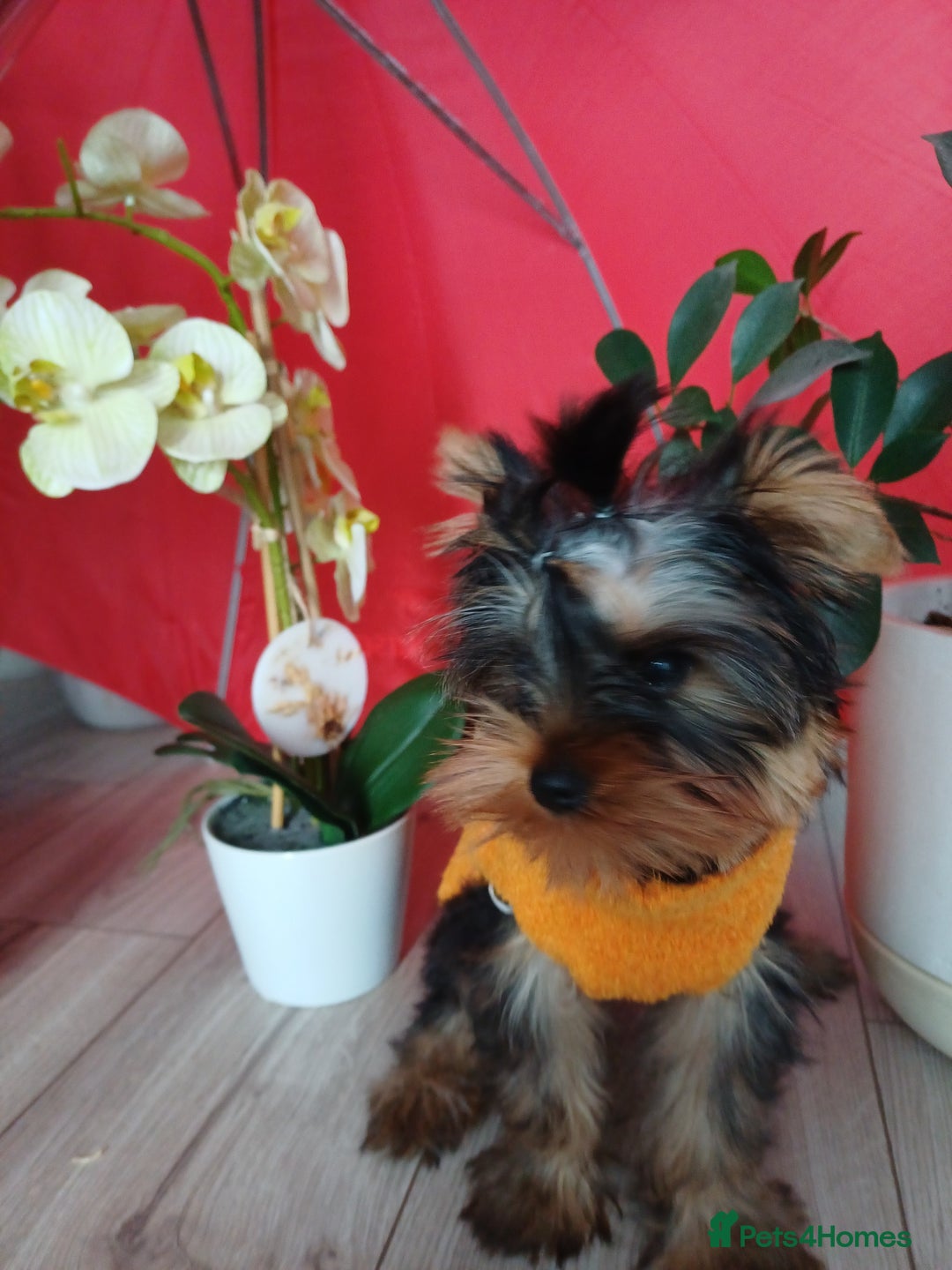 Yorkshire Terrier dogs for sale: Peace of Happiness!!! - Image 30