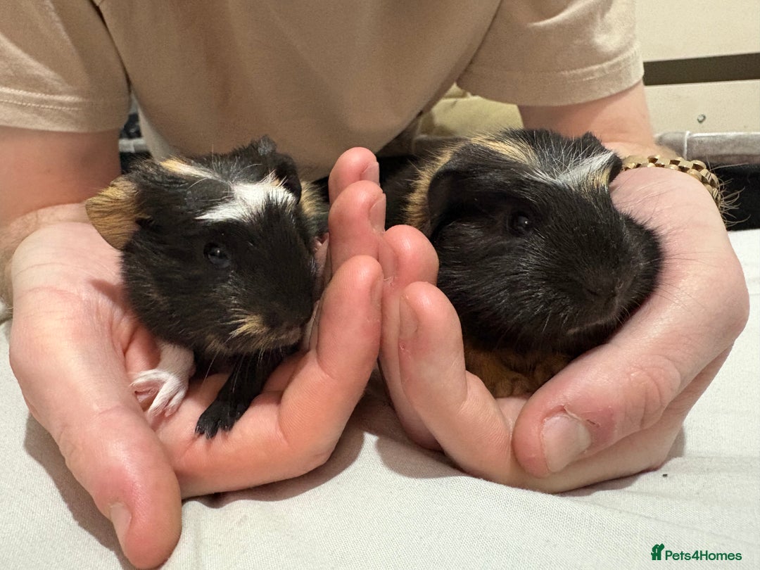 Guinea Pig rodents for sale: 2 crested guinea pigs available 1 male 1 female  - Advert 14