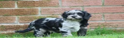 Cavapoo dogs for sale: Beautiful Cavapoo puppies for sale - Advert 30