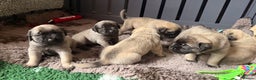 Mastiff dogs for sale: KC English mastiff Puppies  - Advert 8