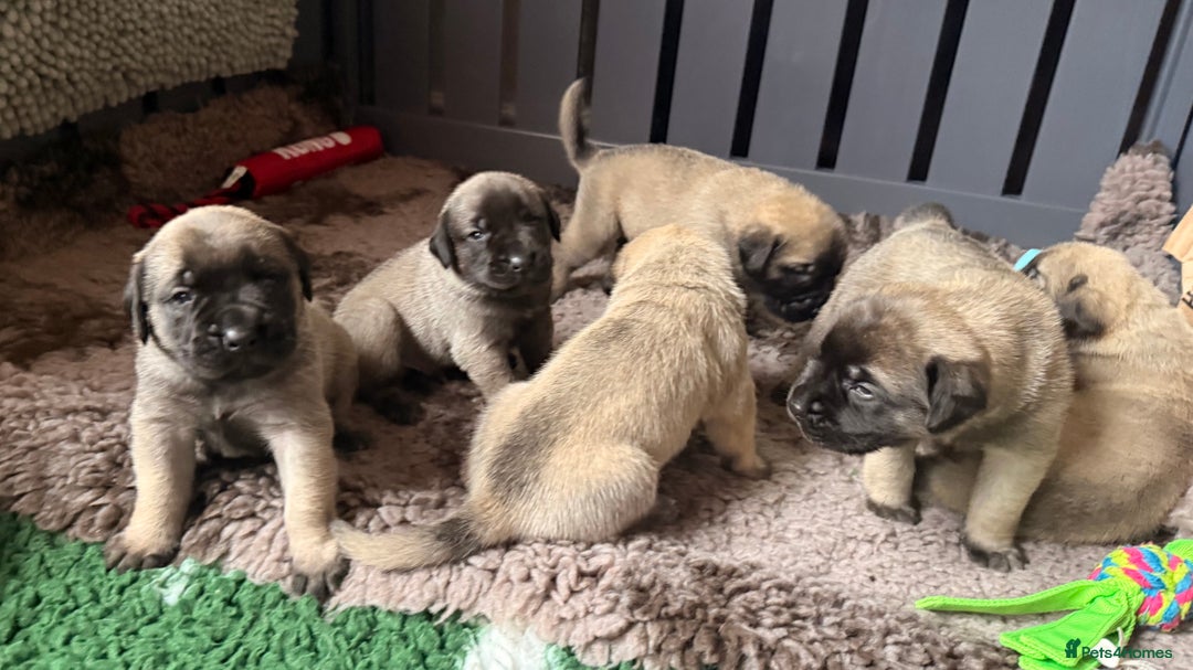 Mastiff dogs for sale: KC English mastiff Puppies  - Advert 8