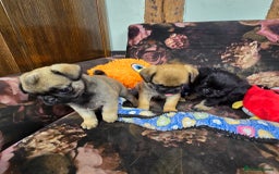 Pug dogs for sale: Beautiful Pure Pug Puppies 8 weeks old! 🐾 - Image 5