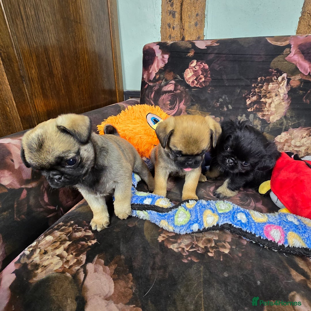 Pug dogs for sale: Beautiful Pure Pug Puppies 8 weeks old! 🐾 - Image 5
