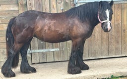 Other Breed horses for sale: Dolly cob x friesian (deposit paid) - Image 2