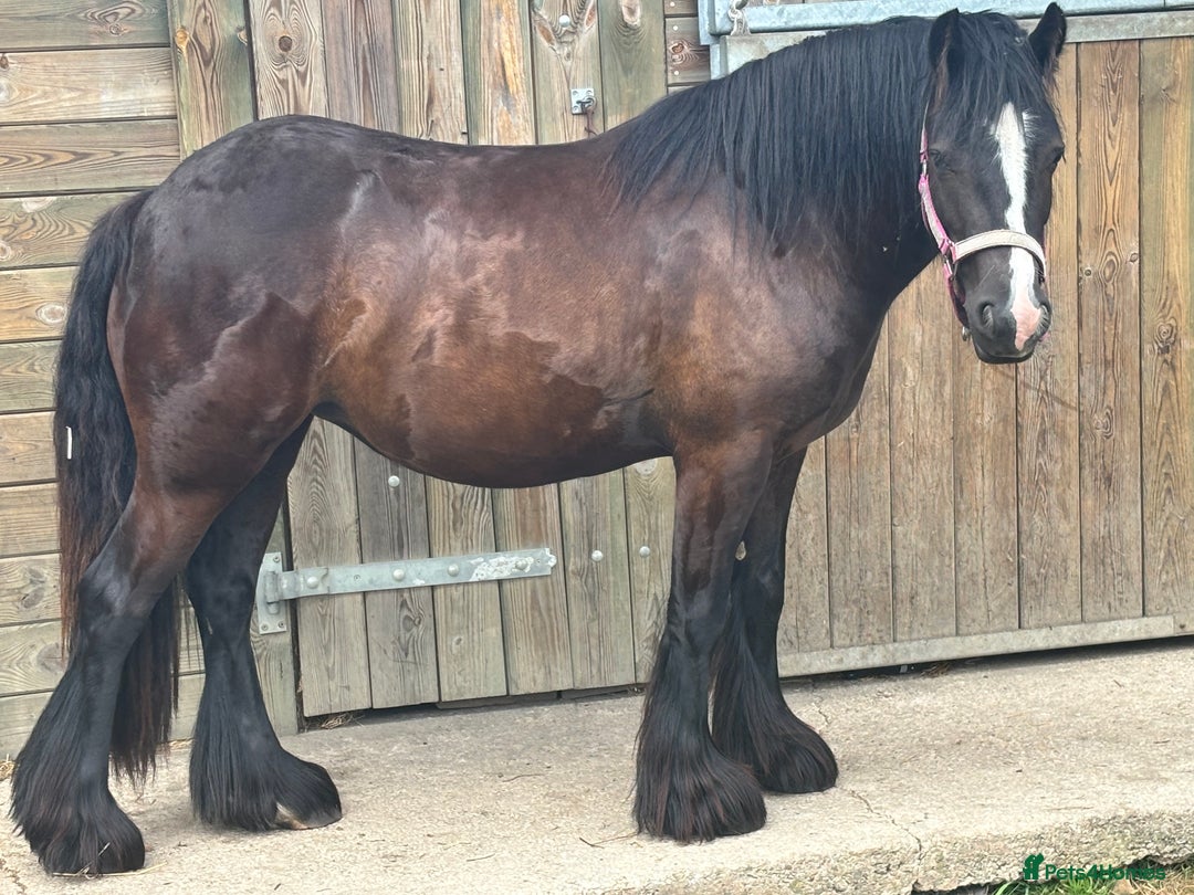 Other Breed horses for sale: Dolly cob x friesian (deposit paid) - Image 2