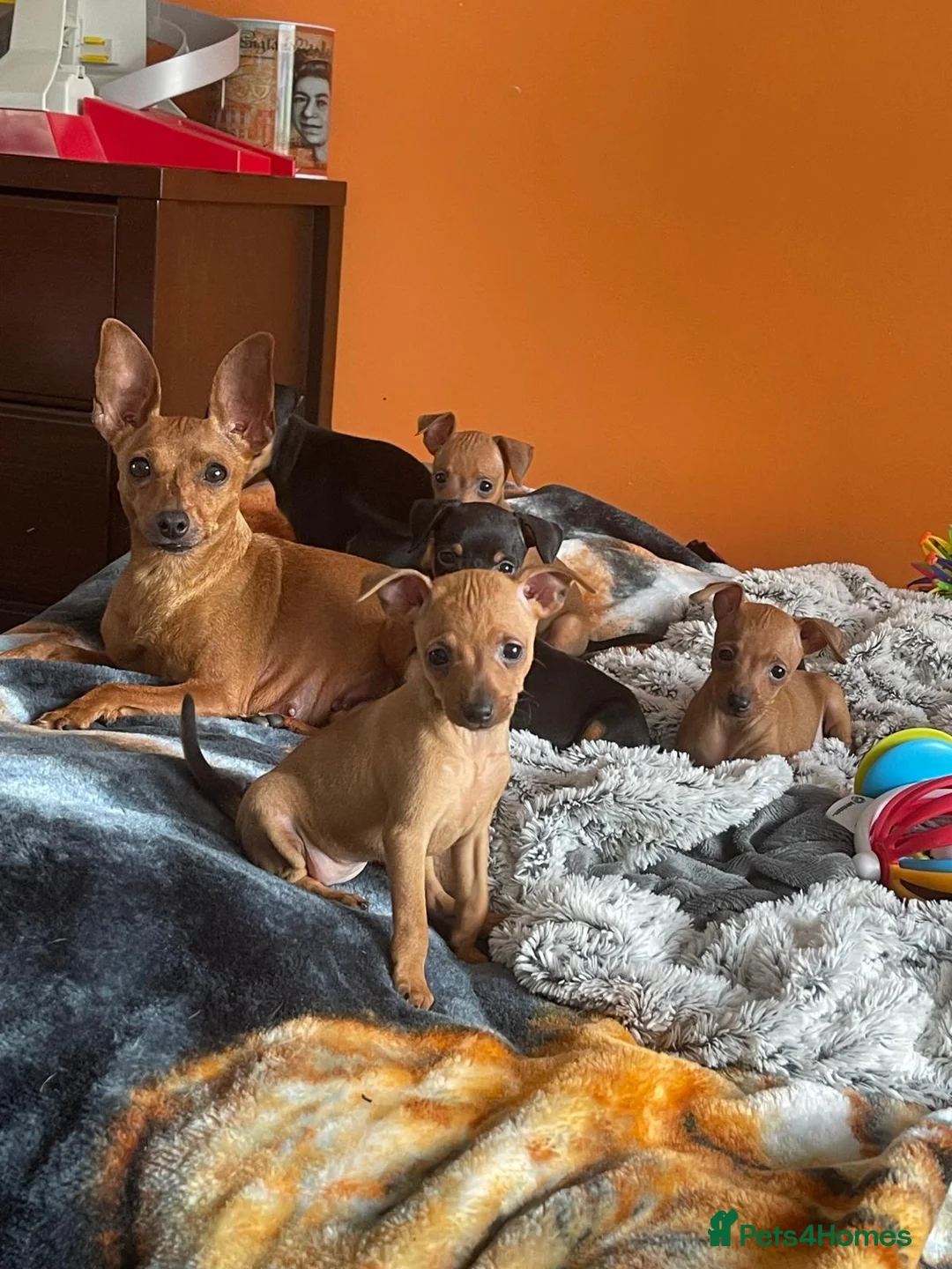 Miniature Pinscher dogs for sale: 🐾 Adorable Miniature Pinscher Puppies . - Advert 1