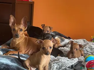 Miniature Pinscher dogs 🐾 Adorable Miniature Pinscher Puppies . - Advert 6