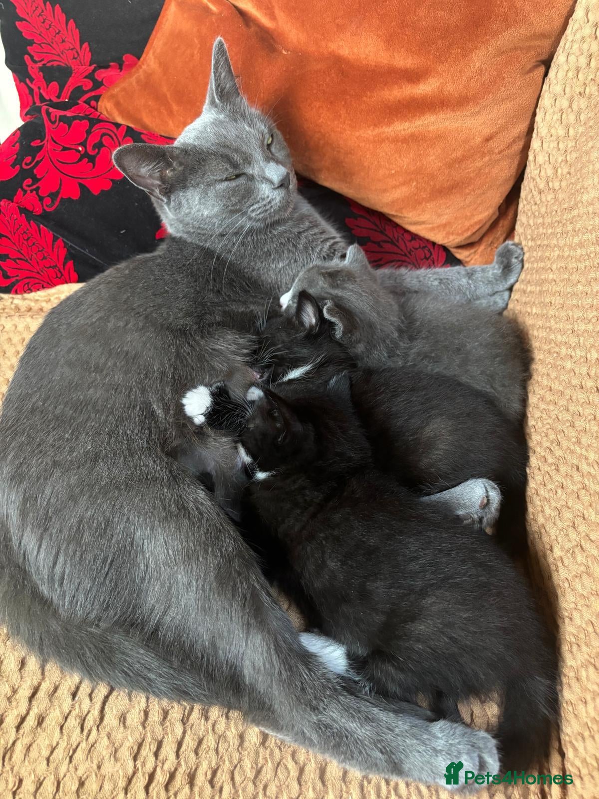 Mixed Breed cats Gorgeous mixed breed kittens - Advert 13