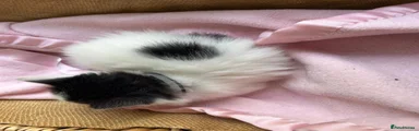 longhair 1 (Black)