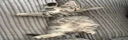 Mixed Breed cats for sale: 2 male kittens  - Advert 2