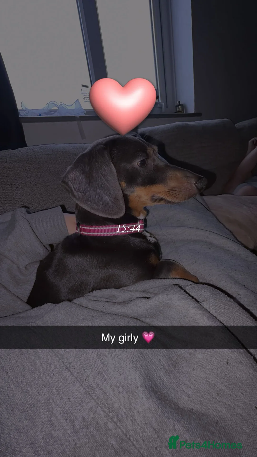 Dachshund dogs for sale: Female intact full size dachshund  in Birmingham - Advert 2