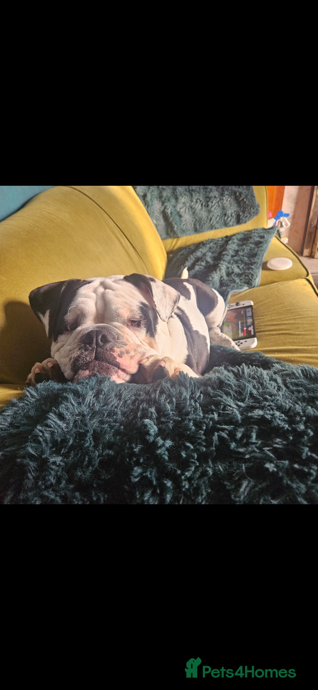 Mixed Breed dogs for sale: Olde tyme English bulldog  - Advert 3