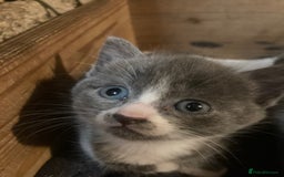 Ragdoll cats for sale: GORGEOUS Ragdoll X kittens - Image 2