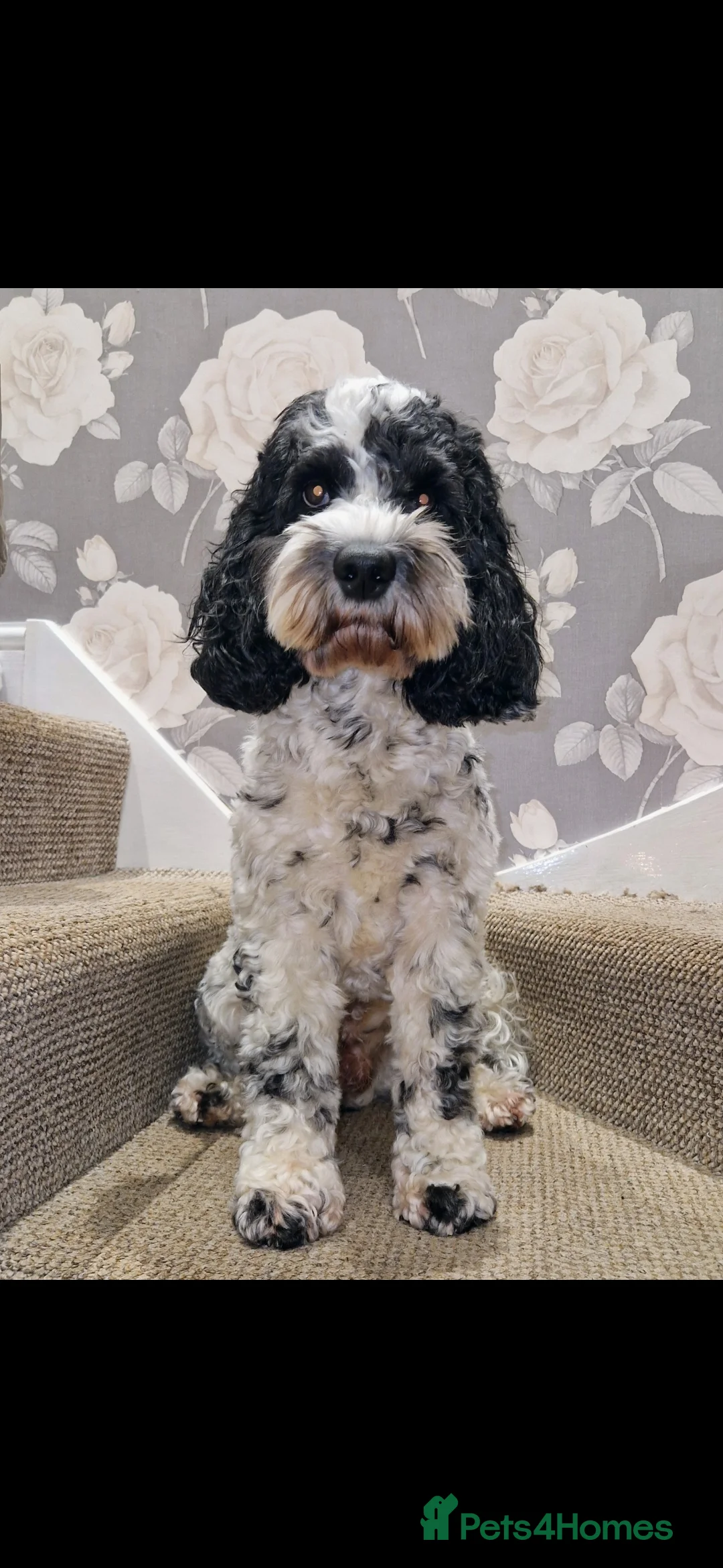 Cockapoo dogs for sale: Cockapoo puppies - Advert 19