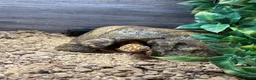 Leopard Gecko reptiles for sale: Leopard Gecko with full set up - Advert 7