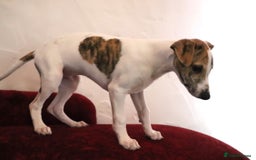 Whippet dogs for sale: 2 x male pedigree Whippet Pups - Image 8