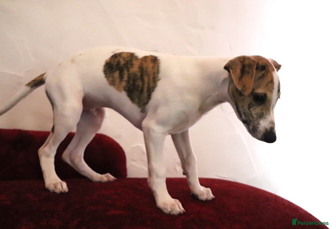 Whippet dogs for sale: 2 x male pedigree Whippet Pups - Image 8