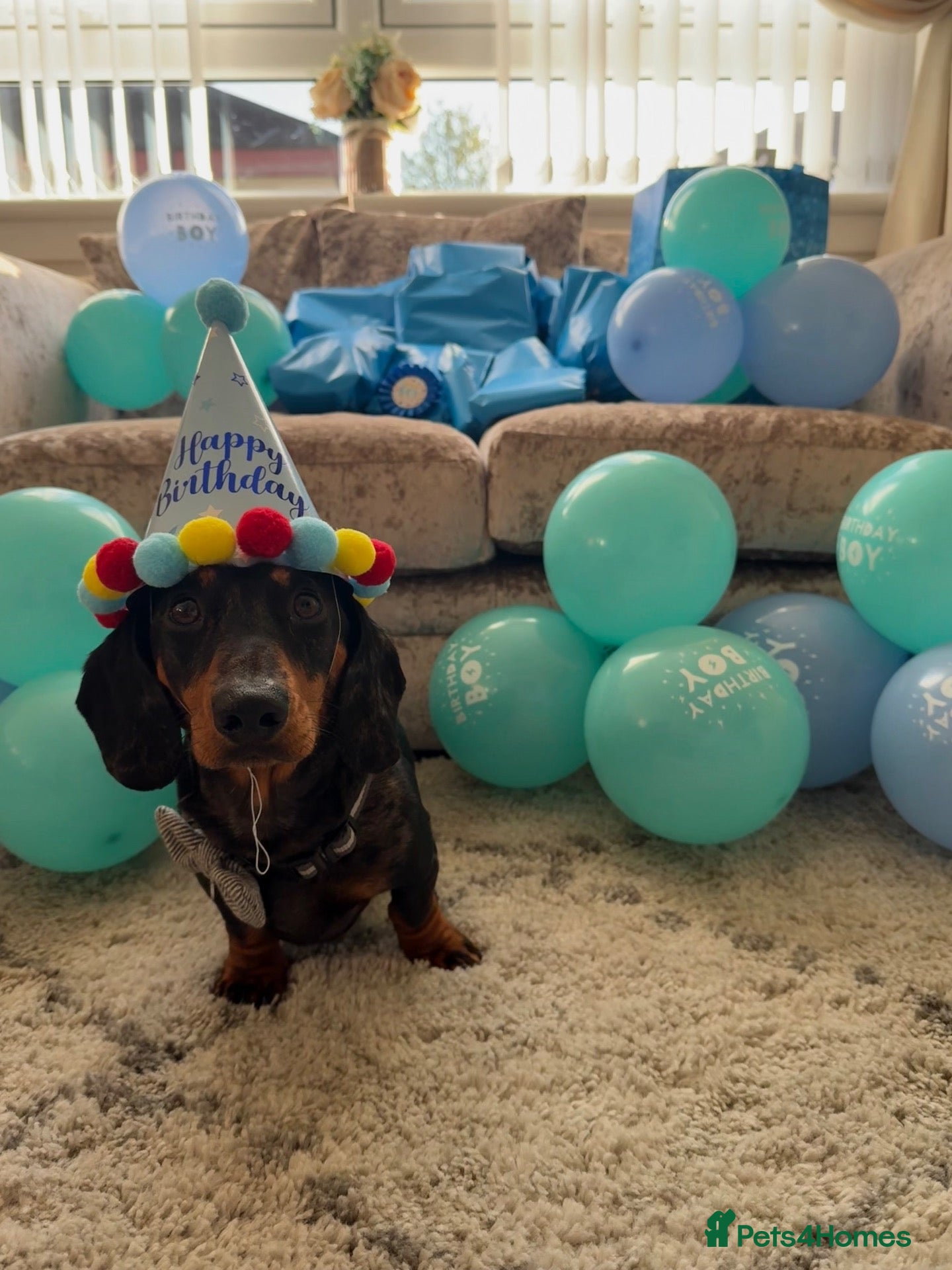 Miniature Dachshund dogs 🐾 Our Little Dusty — Loving Home Wanted 🐾 - Advert 1
