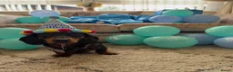 Miniature Dachshund dogs for sale: 🐾 Our Little Dusty — Loving Home Wanted 🐾 in Glasgow - Advert 1