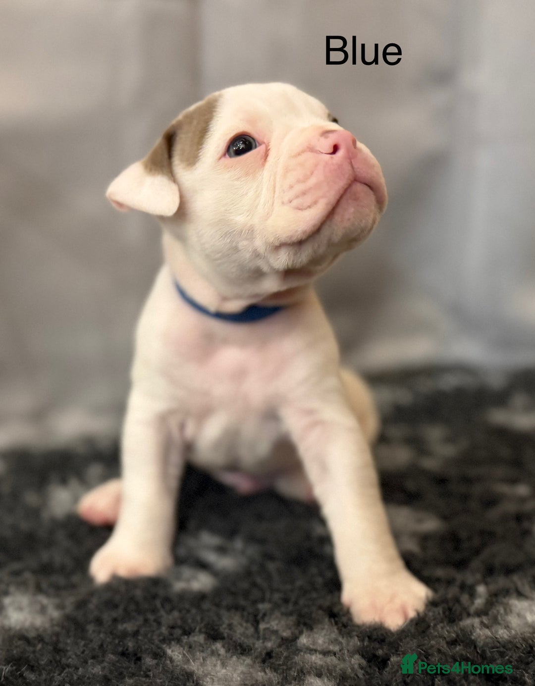 Olde English Bulldogge dogs for sale: 9 Olde English Bulldogge NEBBR registered puppies - Advert 15