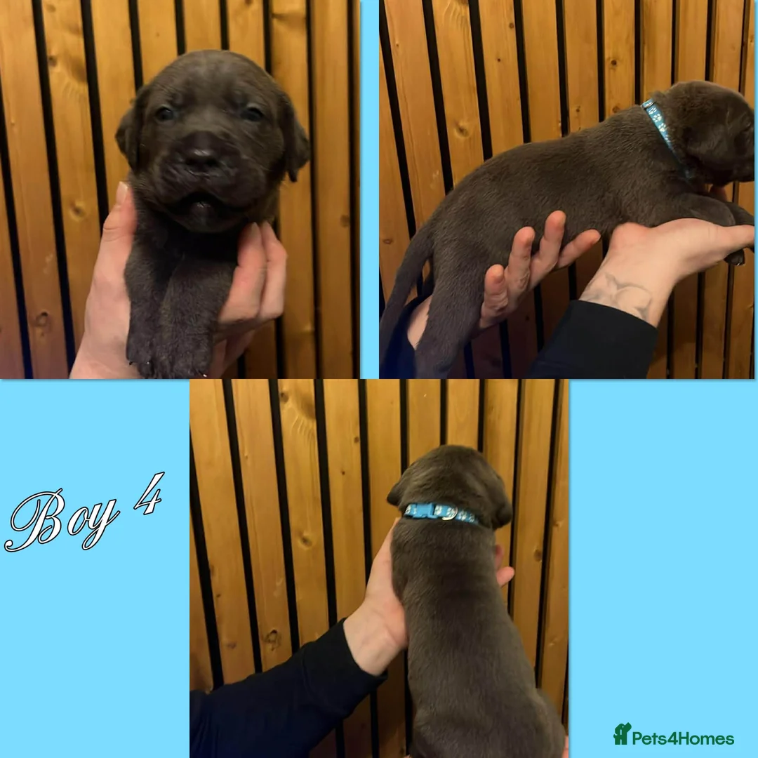 Cane Corso dogs for sale: Cane corso pups  - Advert 7
