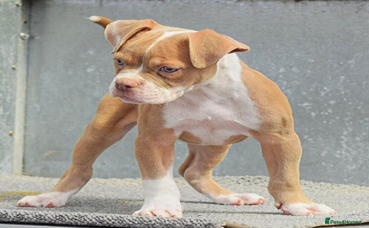 Old Tyme Bulldog dogs - Advert 1