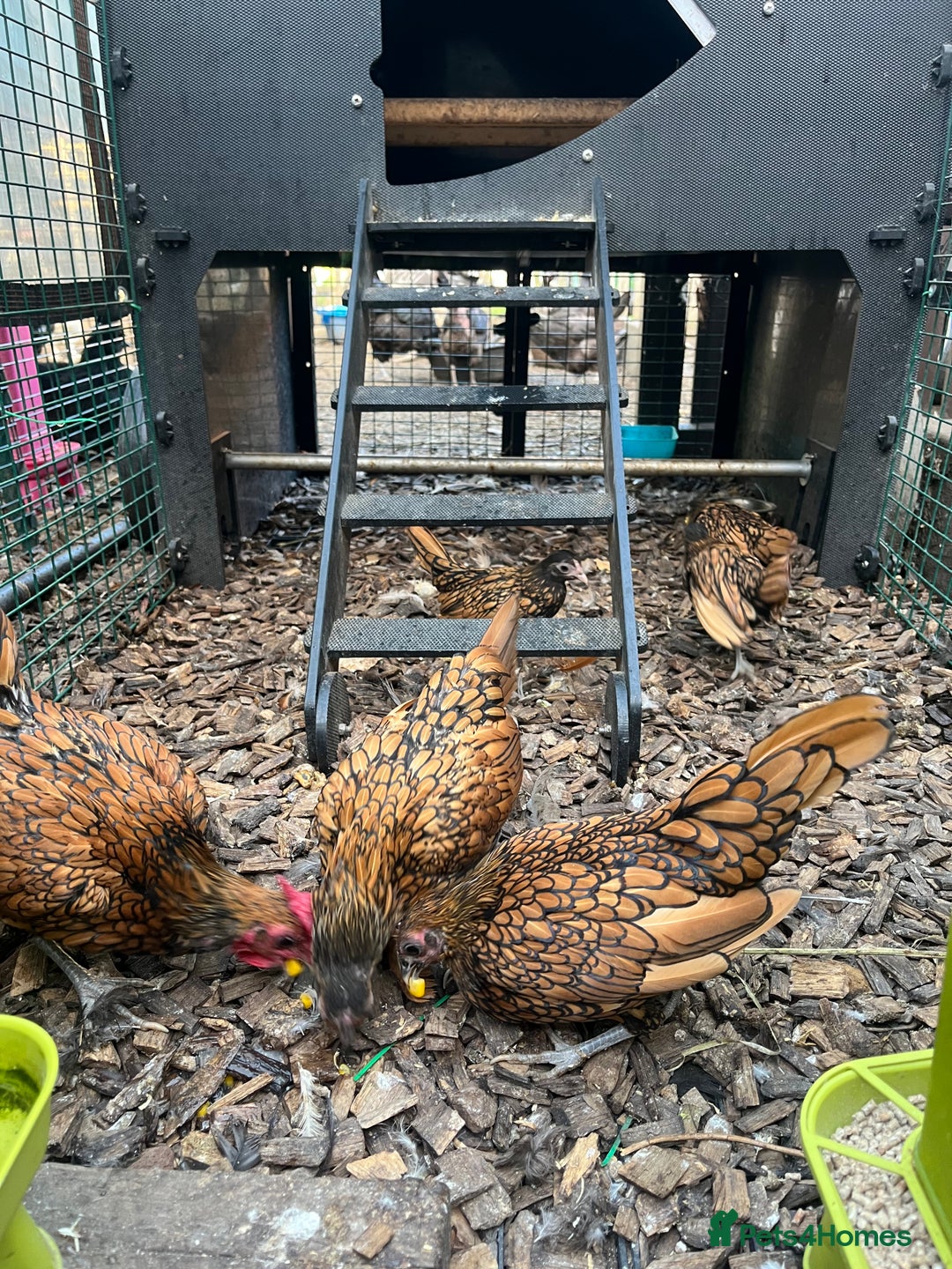 Chickens poultry for sale: Breeding trio of gold seabrights and chicks  - Image 2